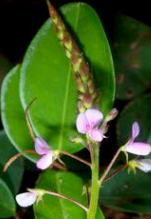 Amor seco - Magic Reggie Botanicals