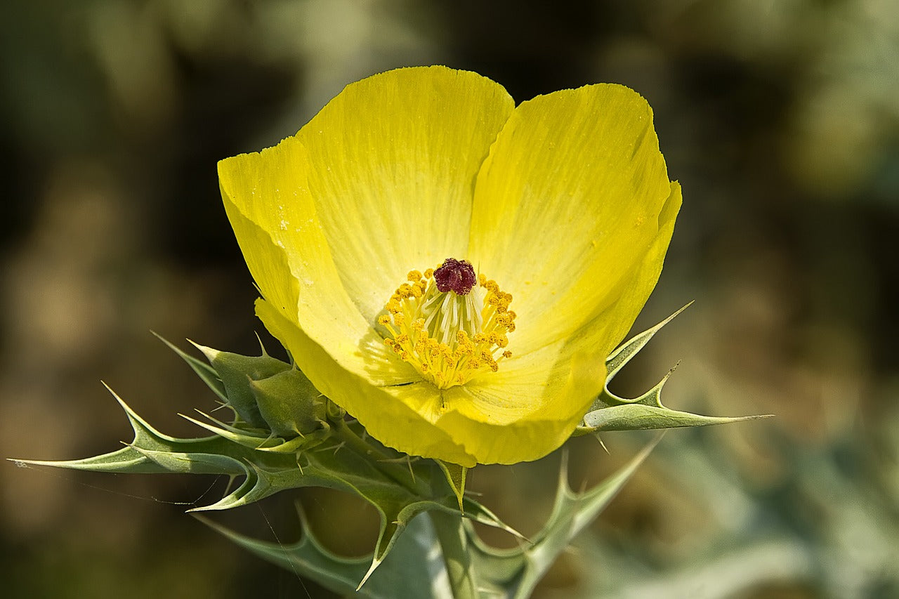 Prickly Poppy - Magic Reggie Botanicals
