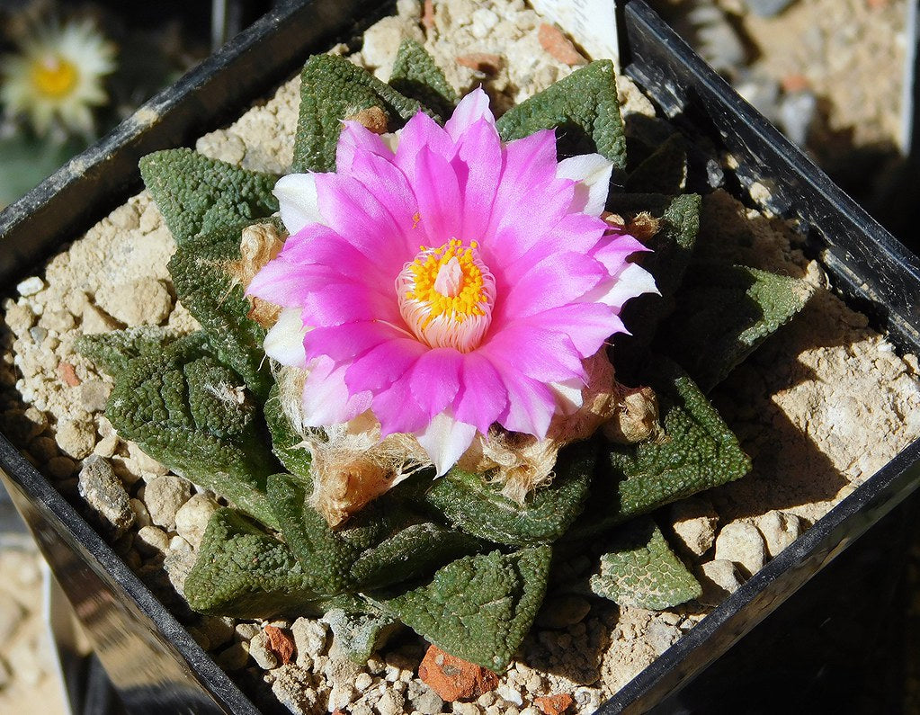 False Star Cactus - Magic Reggie Botanicals