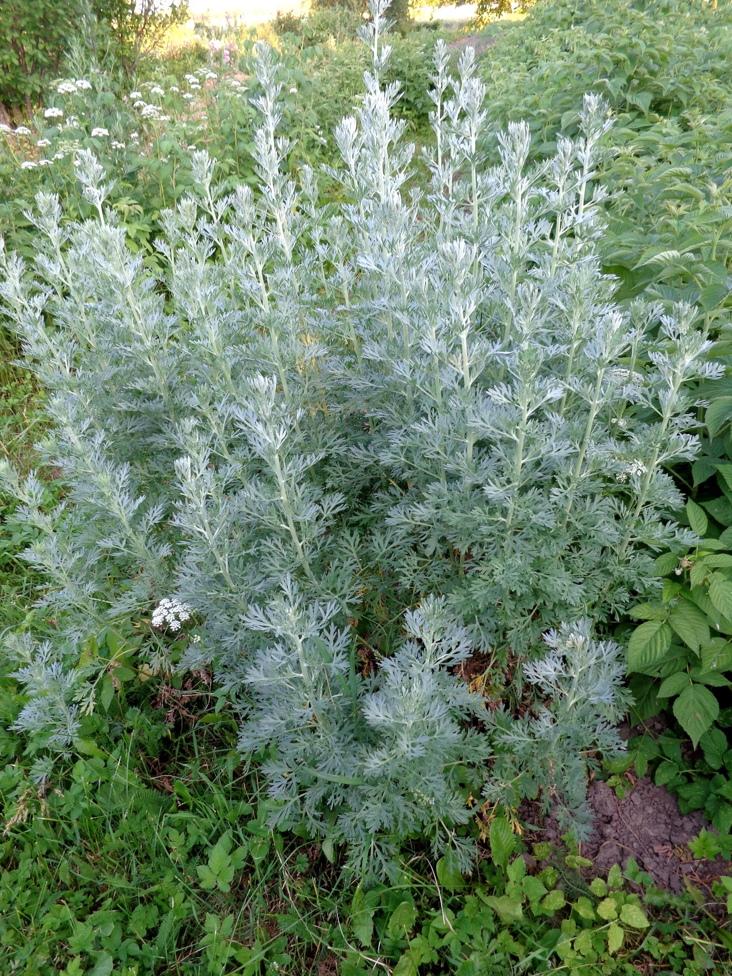 Wormwood - Magic Reggie Botanicals