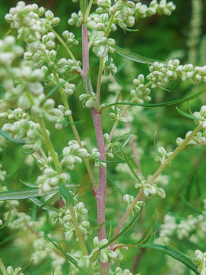 Mugwort - Magic Reggie Botanicals