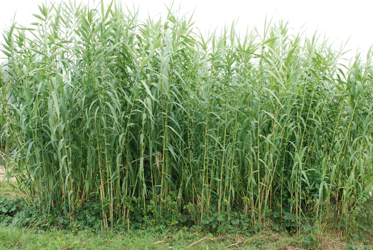 Giant Reed - Magic Reggie Botanicals