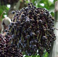 Acai From Peru - Magic Reggie Botanicals