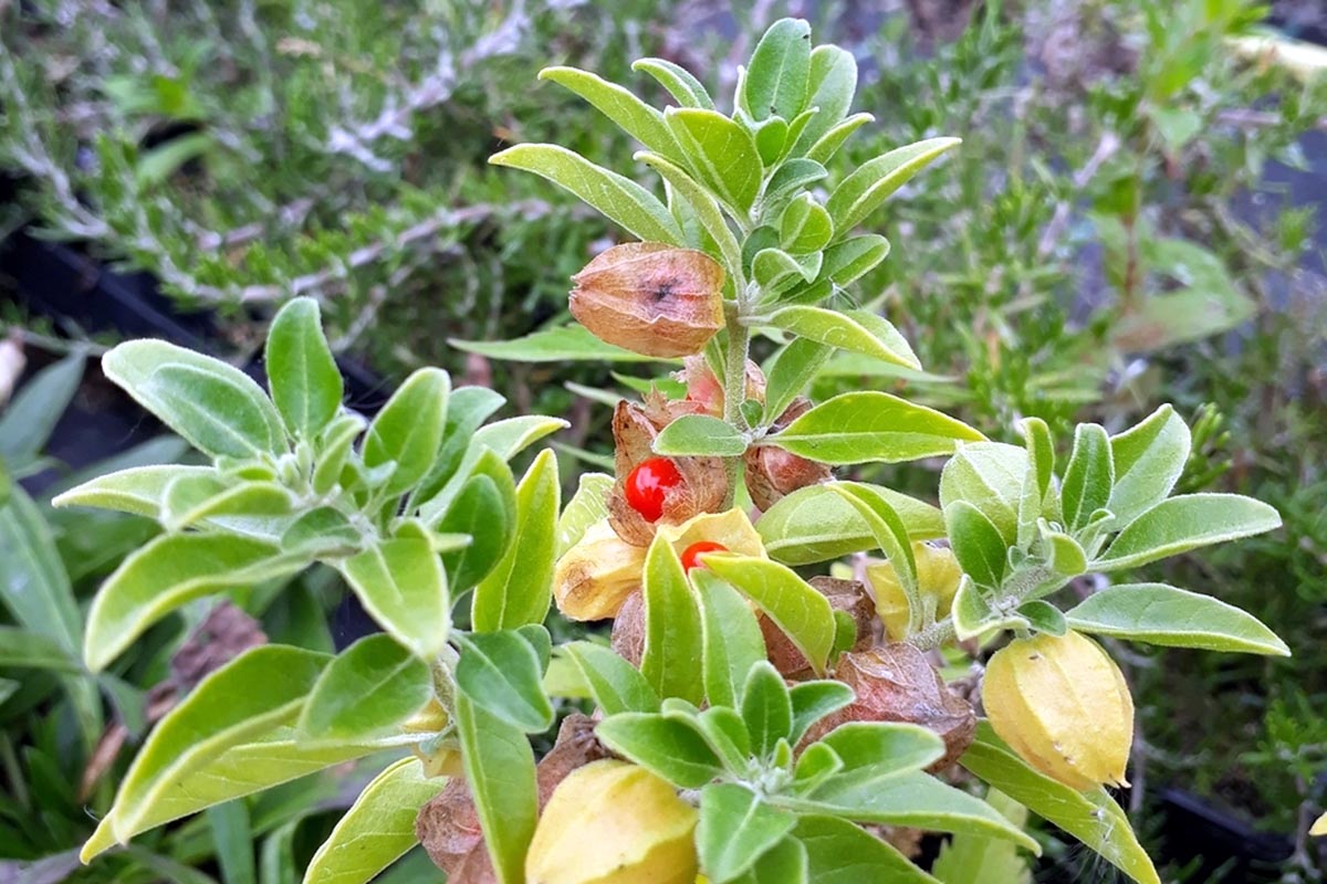 Ashwagandha Organic - Magic Reggie Botanicals