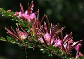 Bobinsana Aerial parts - Magic Reggie Botanicals