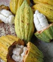 Cacao Seeds - Magic Reggie Botanicals