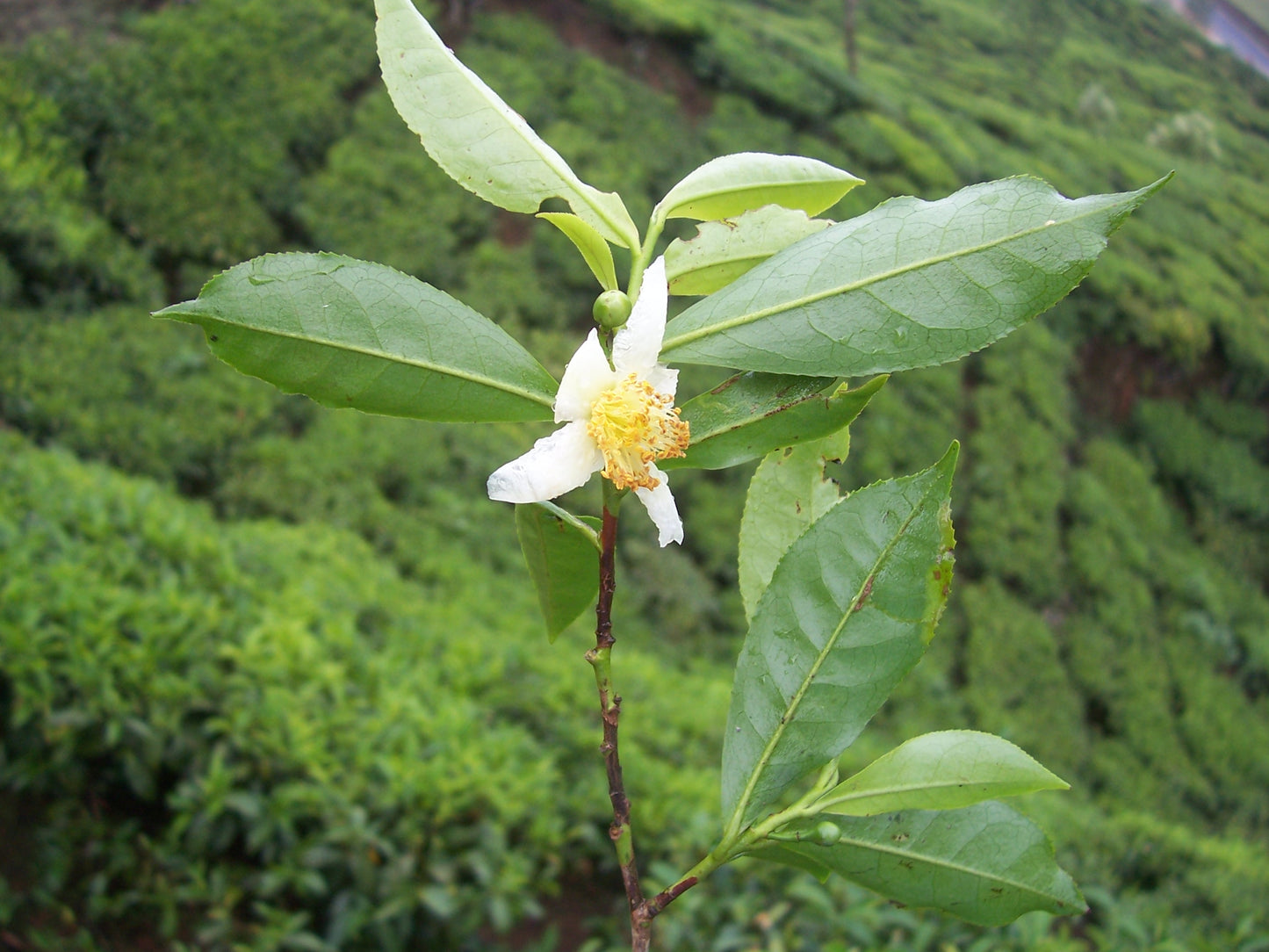 Tea Leaves - Magic Reggie Botanicals