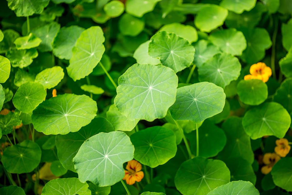 Gotu Kola - Magic Reggie Botanicals