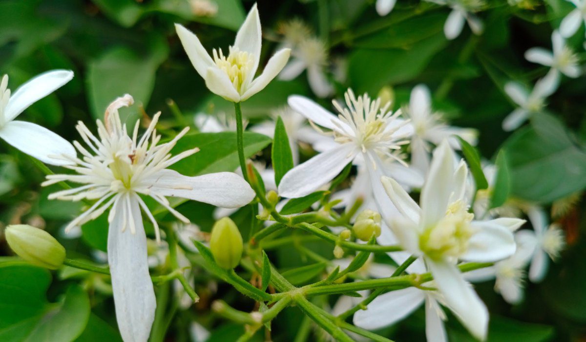 Night Blooming Jessamine - Magic Reggie Botanicals