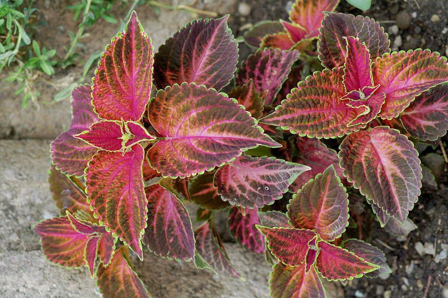 Painted Nettle - Magic Reggie Botanicals