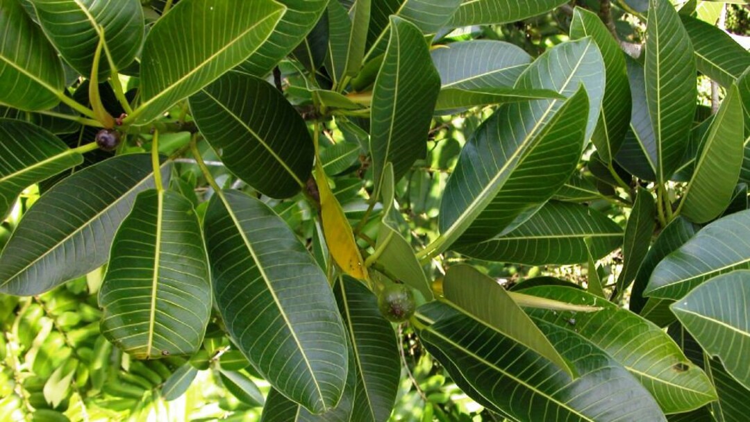 Oje Leaves - Magic Reggie Botanicals