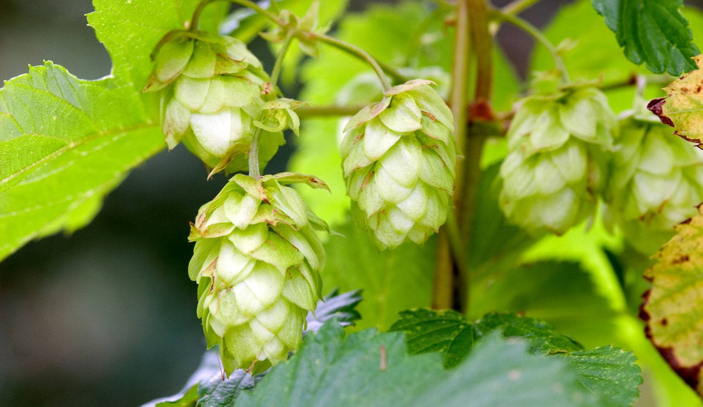Hops - Magic Reggie Botanicals