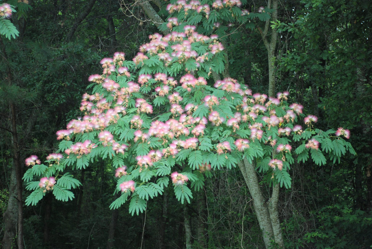 Jurema - Magic Reggie Botanicals