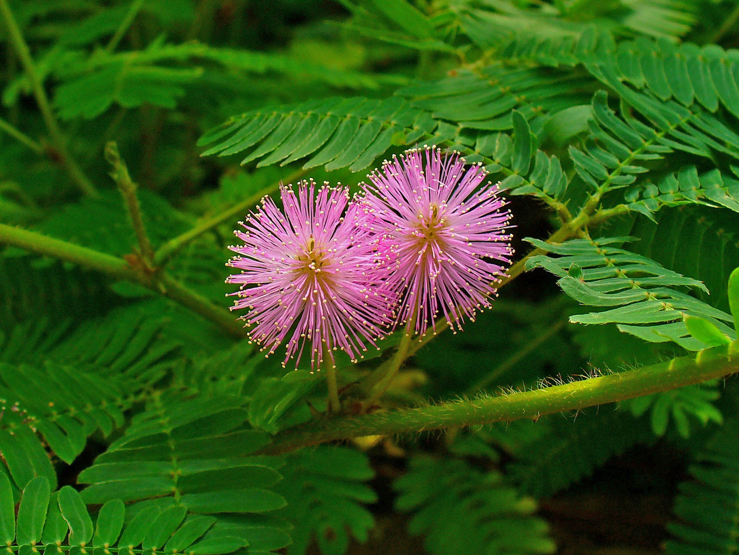 Sensitiva - Magic Reggie Botanicals