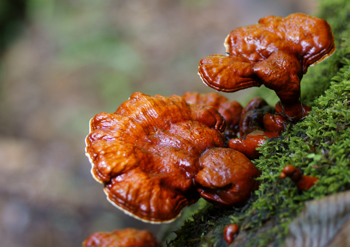 Reishi Mushroom (Peruvian) - Magic Reggie Botanicals