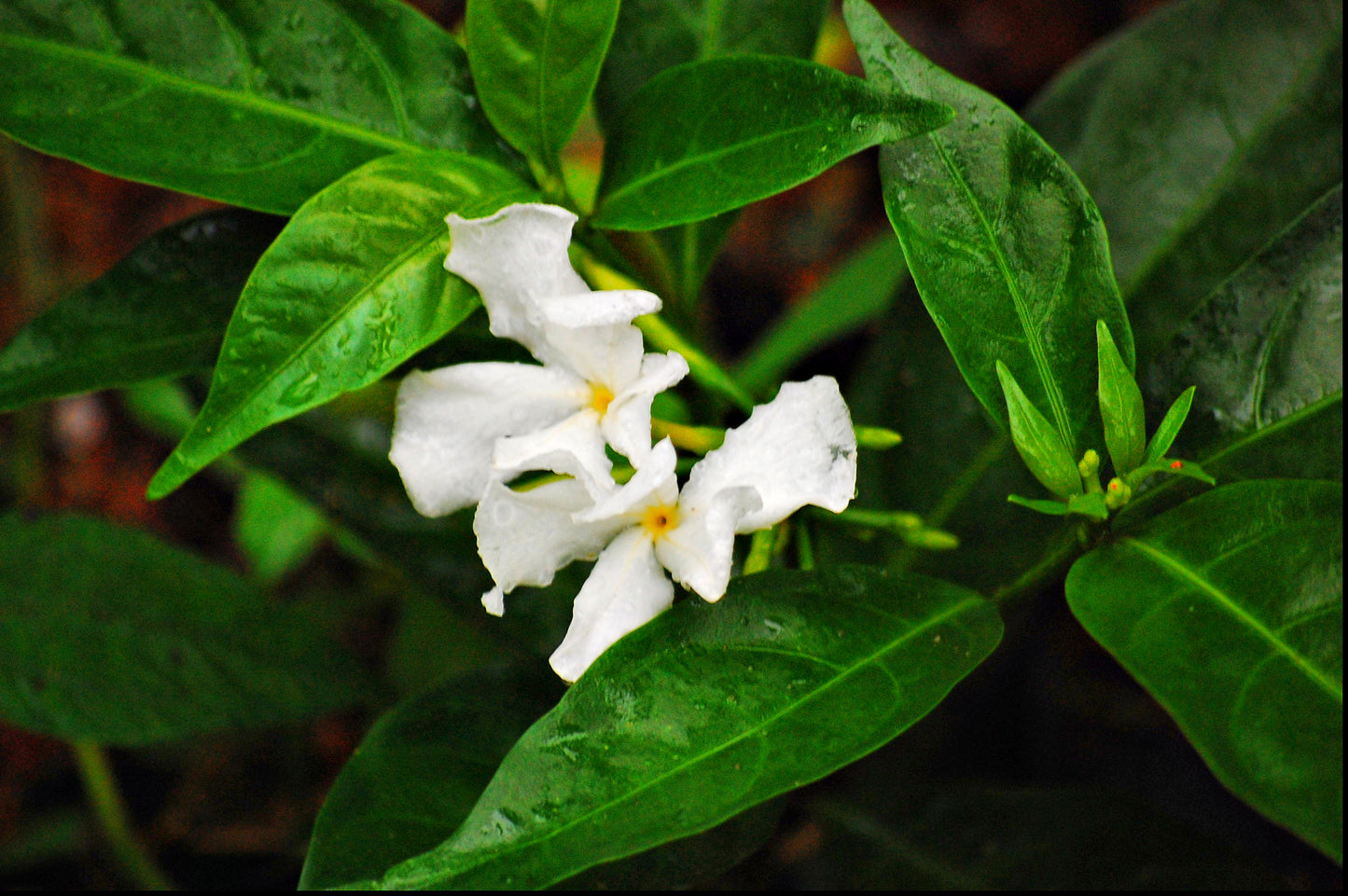 Uchu Sanango - Magic Reggie Botanicals
