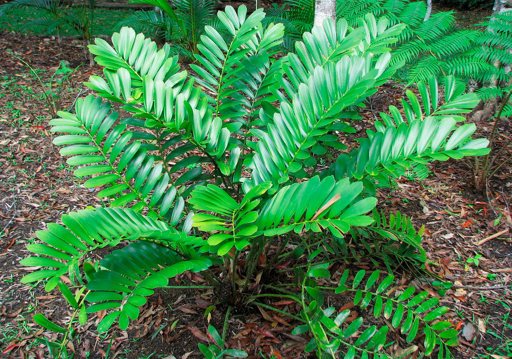 Catuaba root - Magic Reggie Botanicals