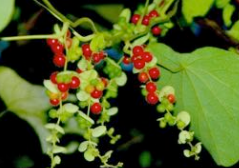 Abuta Whole Vine - Magic Reggie Botanicals