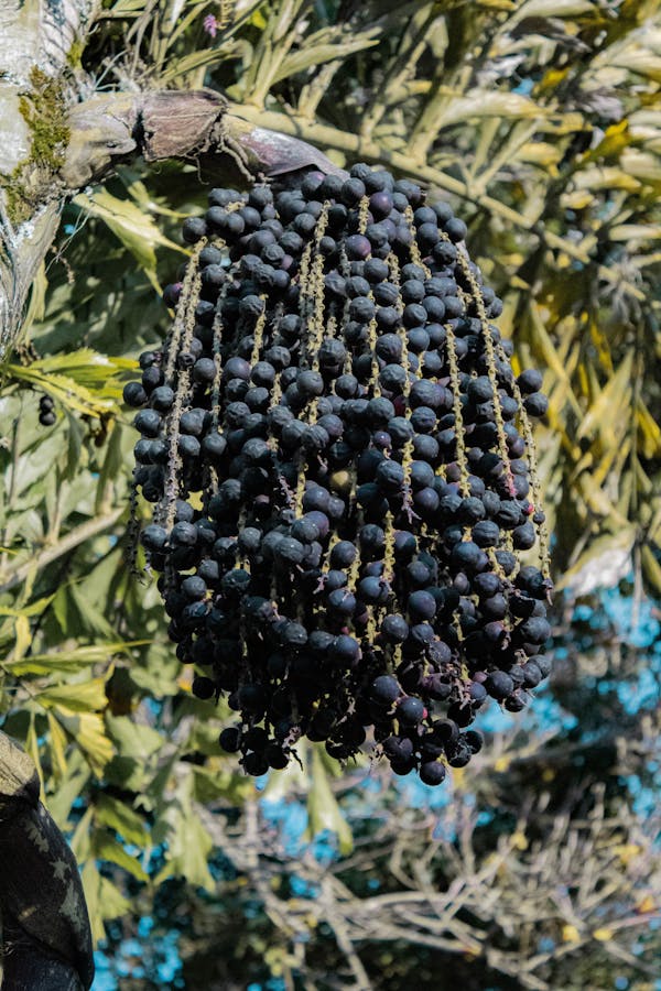 Acai Berry Powder From USA - Magic Reggie Botanicals