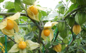 Aguaymanto Berry - Magic Reggie Botanicals