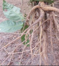 Ajo Sacha Leaves and Roots - Image 2