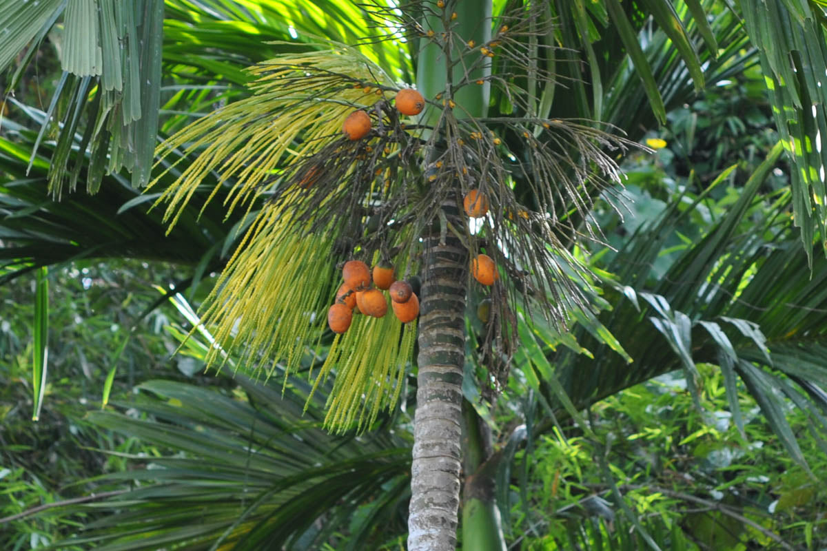 Betel Nut - Magic Reggie Botanicals