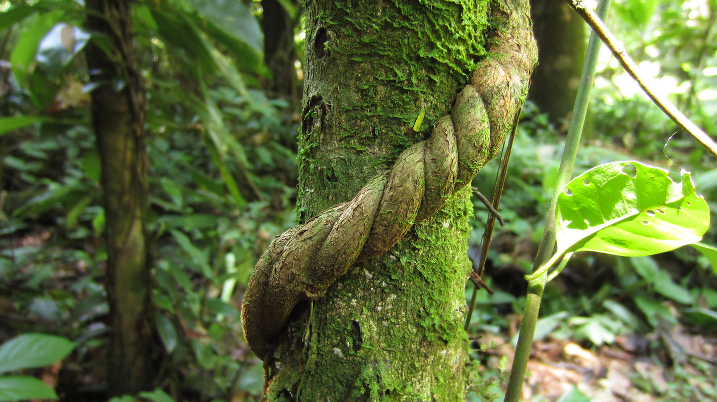 Entheogen I - Ayahuasca Vine and Chacruna Leaf - Magic Reggie Botanicals