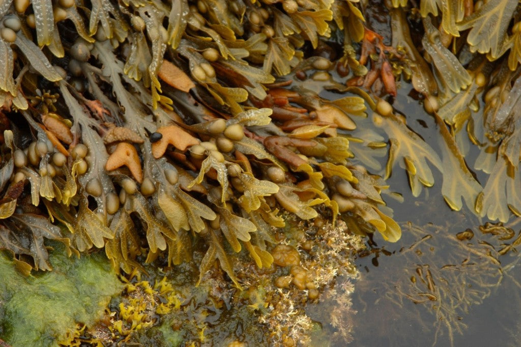 Bladderwrack - Magic Reggie Botanicals