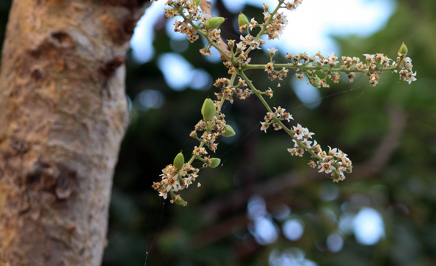 Frankincense - Magic Reggie Botanicals