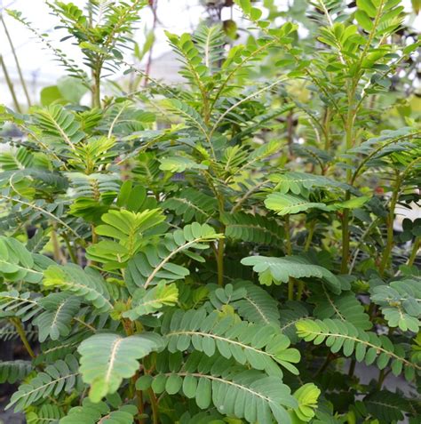 Chanca piedra / stone-breaker Entire plant - Magic Reggie Botanicals
