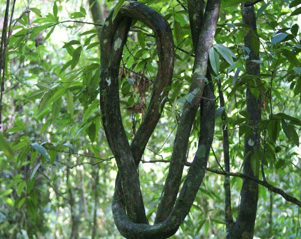 Clavo Huasca Vine - Magic Reggie Botanicals