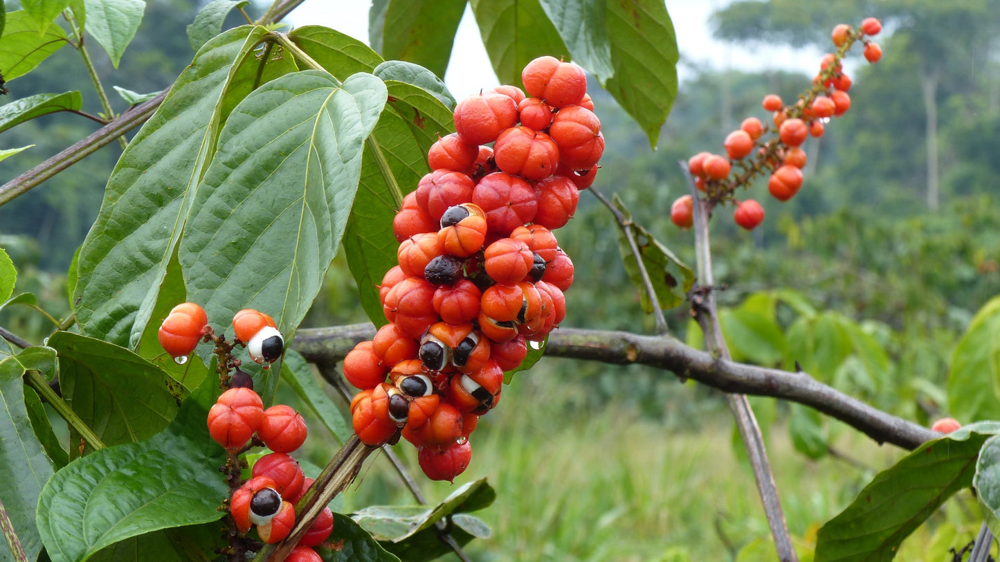 Guarana Fruit - Magic Reggie Botanicals