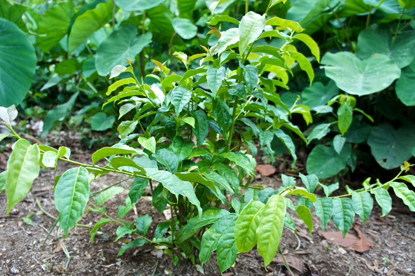 Ilex Guayusa Leaves - Magic Reggie Botanicals