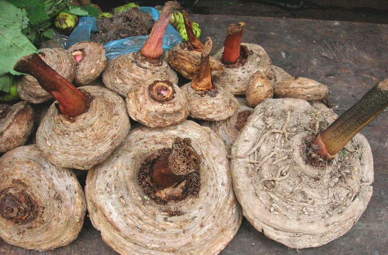 Jergon Sacha Rhizome - Magic Reggie Botanicals