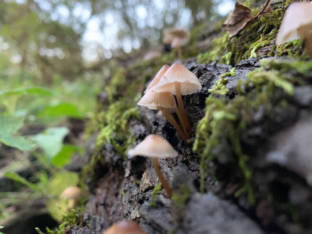 Microstack Energy Blend - Magic Reggie Botanicals