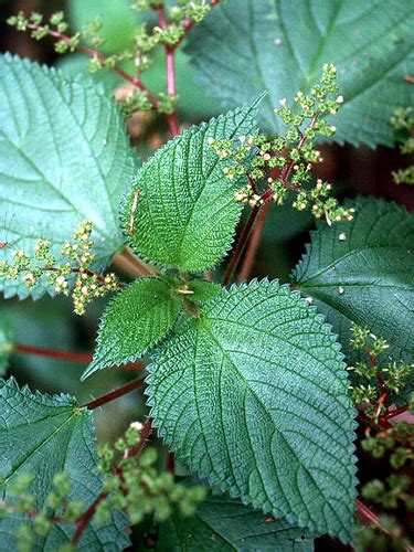 Nettle/Ishanga (Peruvian) - Magic Reggie Botanicals