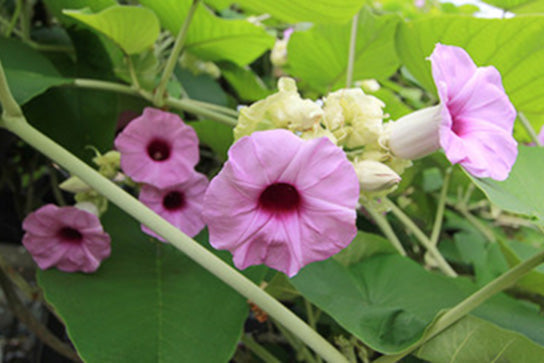 Hawaiian Baby Woodrose - Magic Reggie Botanicals