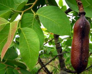 Azucar Huayo/Jatobá