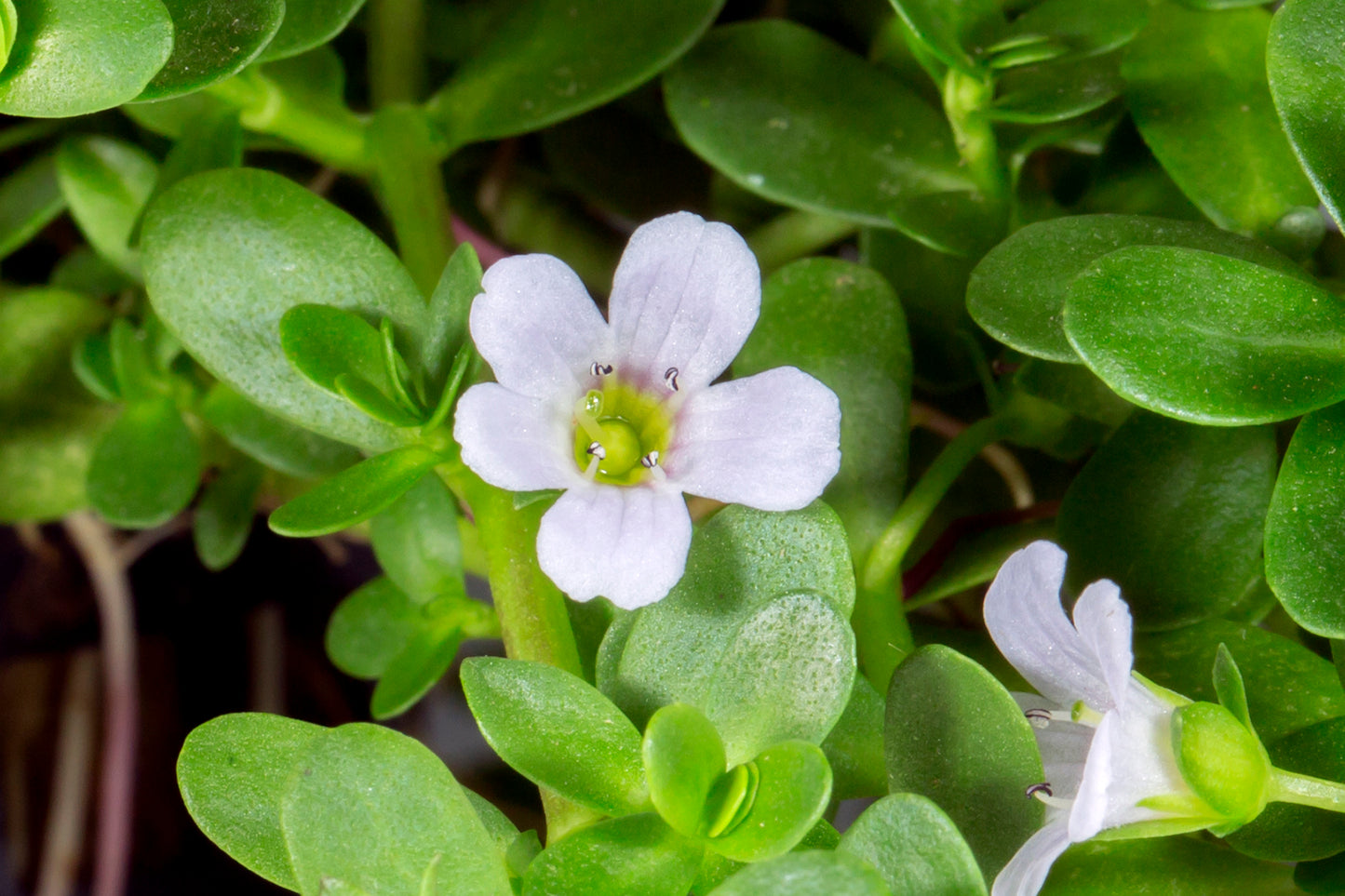 Bacopa Monnieri