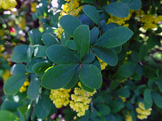 Barberry Root Bark