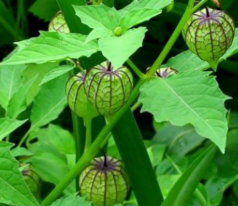 Bolsa mullaca /Amazonian Gooseberry Whole Plant