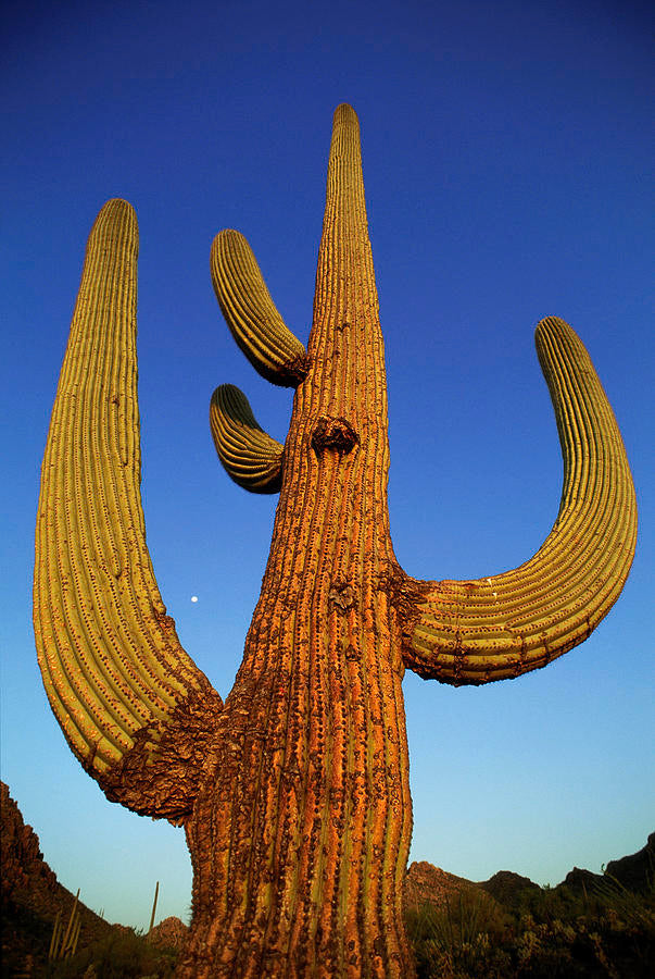 Huachuma (Trichocereus pachanoi) - Magic Reggie Botanicals