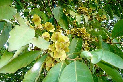 Sakea Naa - Magic Reggie Botanicals