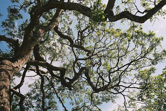 Cumaceba Bark