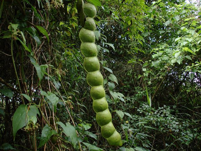 African Dream Herb