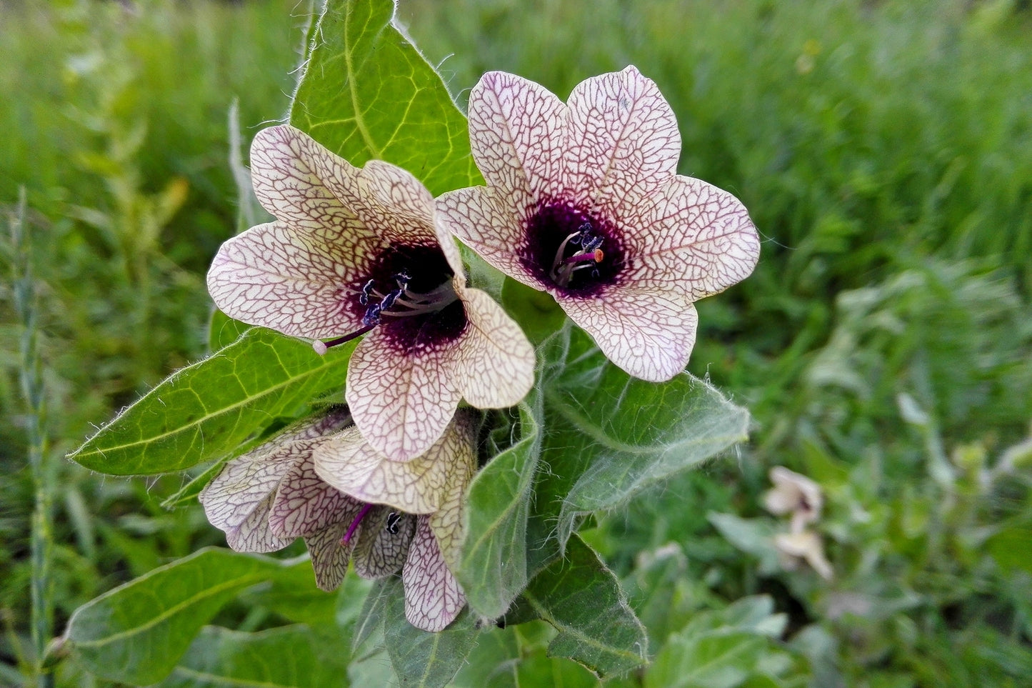 Black Henbane