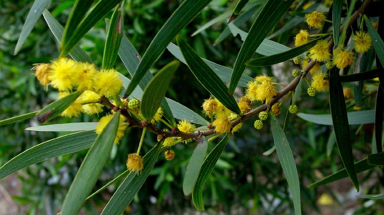 Acacia Tree