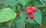 Achiote/Annatto Leaves