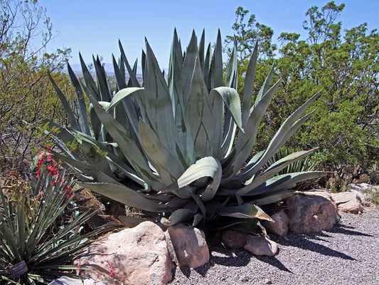 Agave