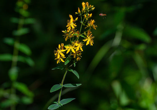 Agrimony Herb